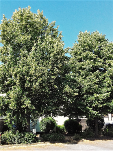 Der „Freiheitsbaum“ (links) und die Preislinde (rechts), Foto: Wolfgang Loth, 2023